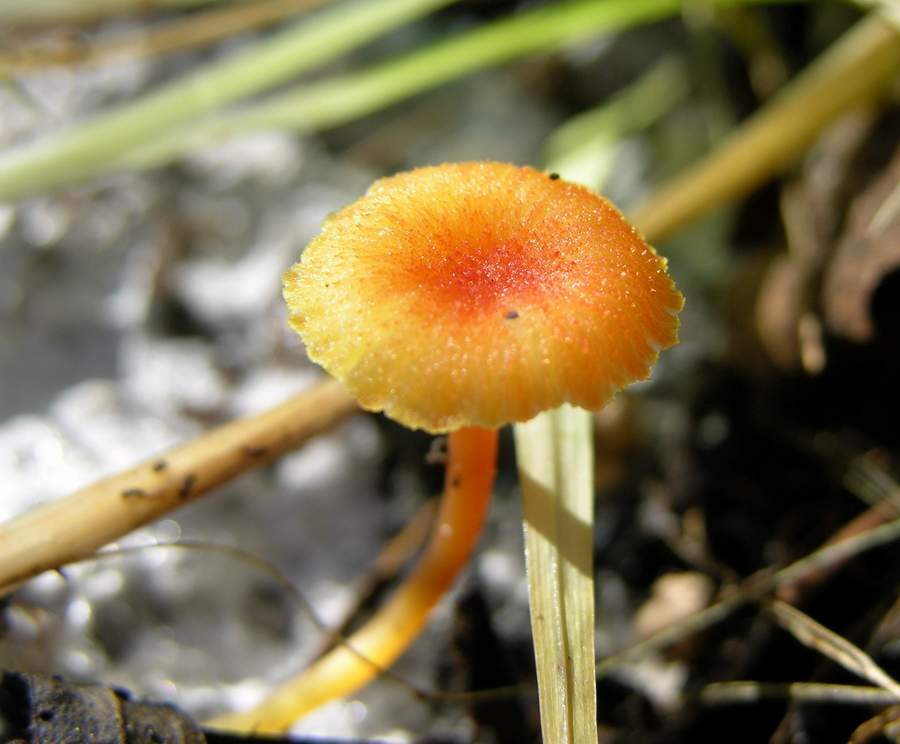 un fungo da classificare